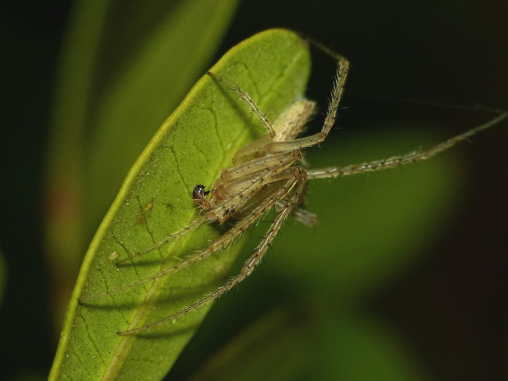 Lipocrea epeiroides - S. Teresa Gallura (OT)